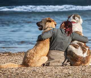 Things to do in Lincolnshire with dogs