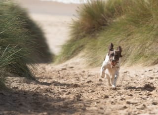 The Beach image