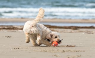 Crantock Beach image