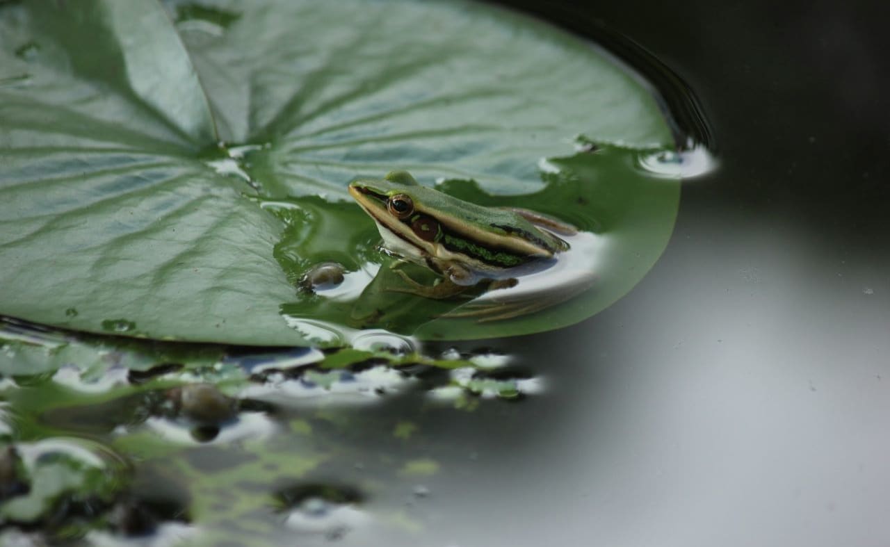 Green Frogs image