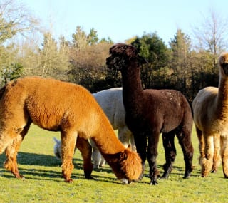 A group of our resident alpacas at Sandy Balls Holiday Village. image