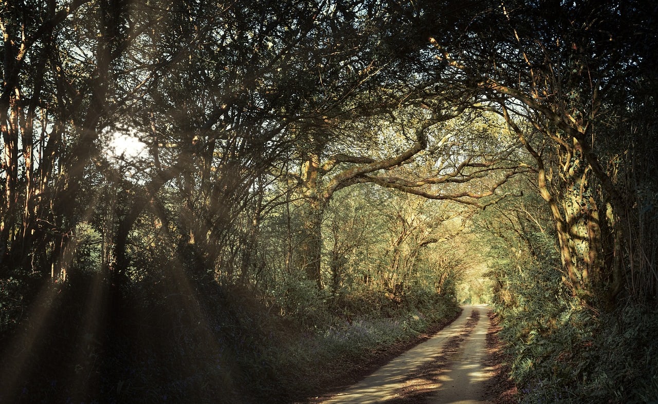 Looe woodland, River and Coast image