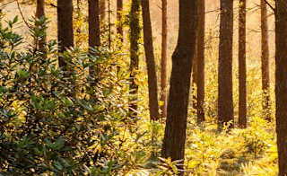 Parkhurst Forest image