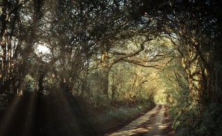 Looe woodland, River and Coast image