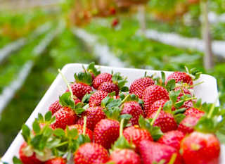 The New Forest Fruit Company image