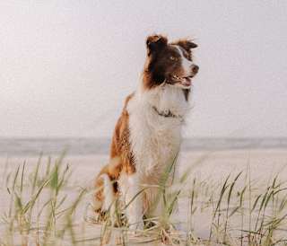 Dog friendly beaches in Cornwall