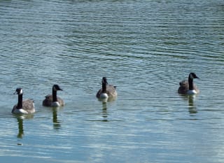 Abberton Reservoir image