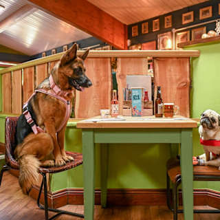 The Dog’s Frolics: Away Resorts opens UK’s first pub for dogs image
