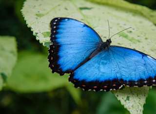 Tropical butterfly house image