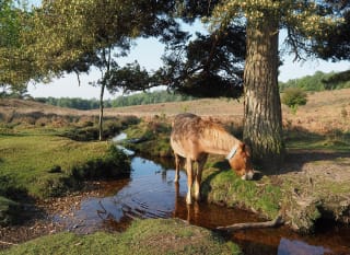 Fordingbridge image