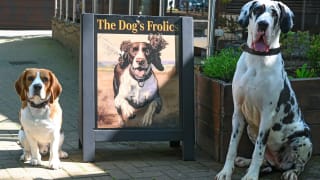 Doggy pub