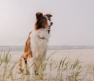 Dog friendly beaches in Cornwall
