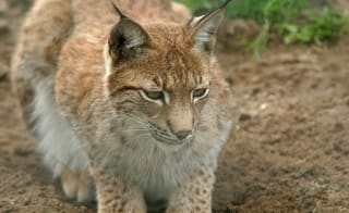 New Forest Wildlife Park image