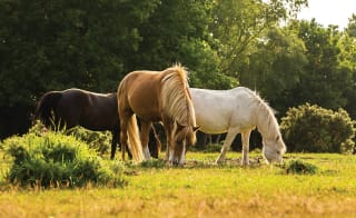 Bransby horses rescue image