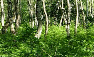 Sherwood Pines Forest Park image
