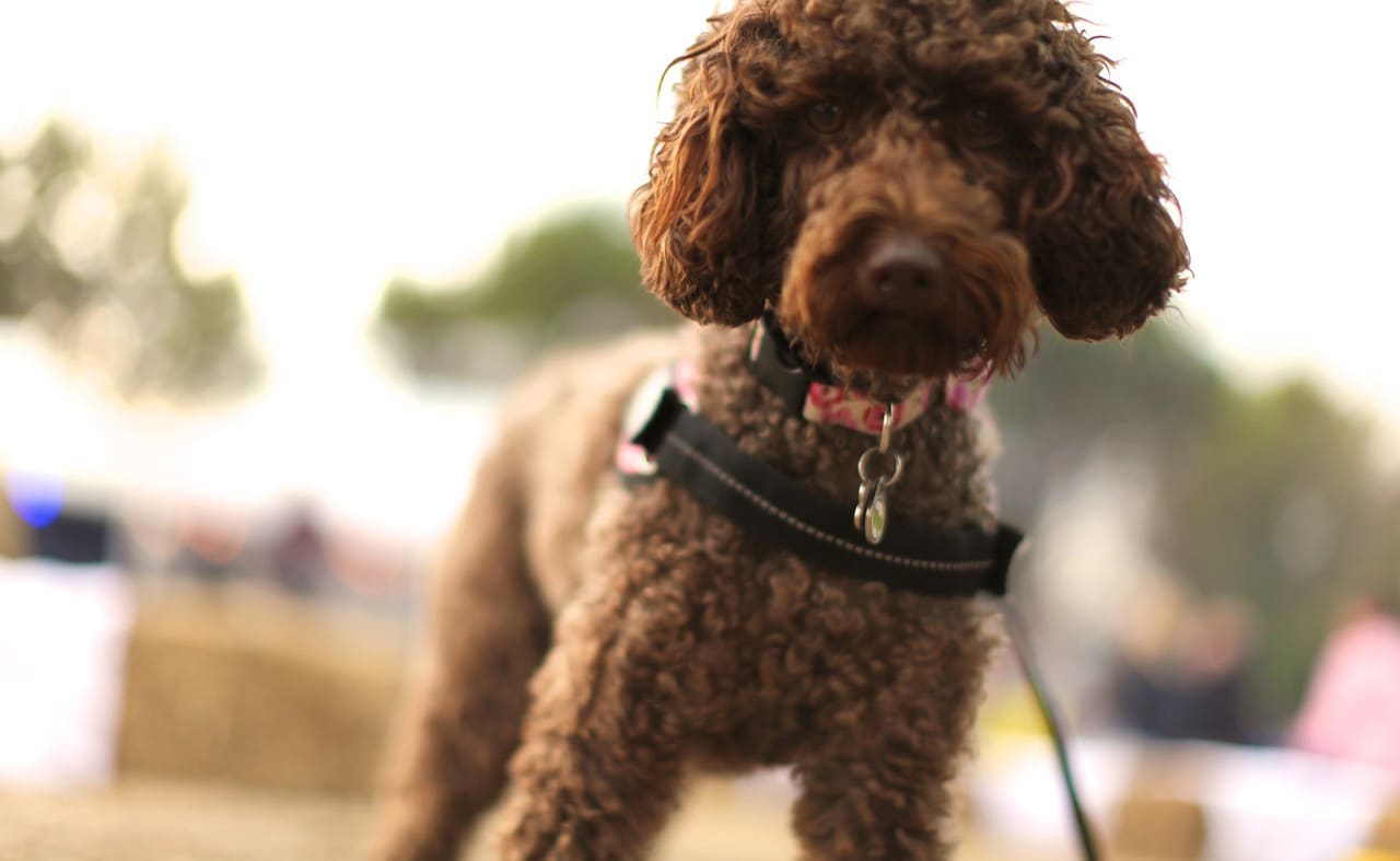 Where can I take my dog on park? image