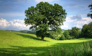 Clumber Park Walk image