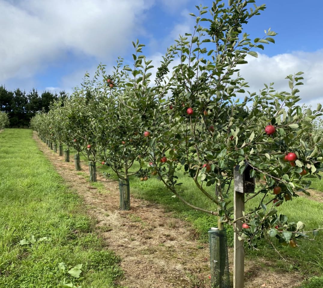 Healeys Cyder Farm image
