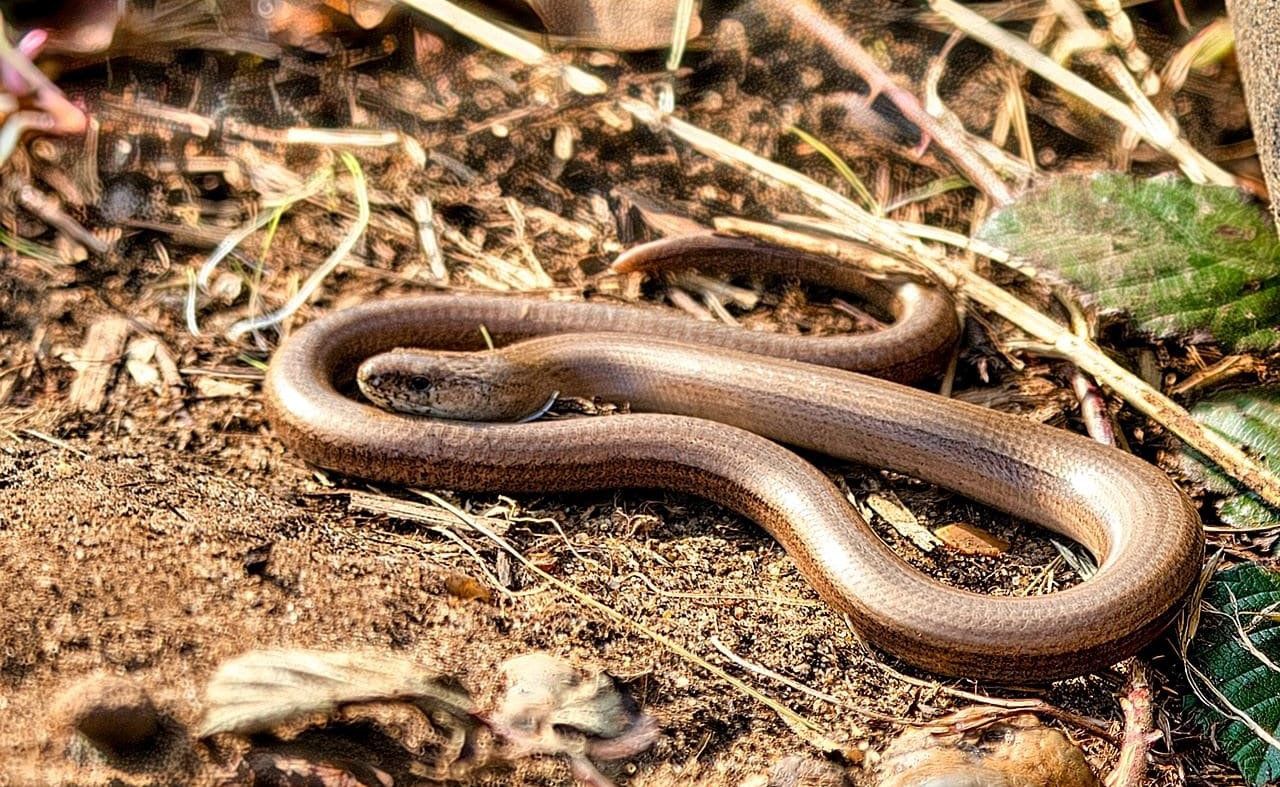 Slow Worm image