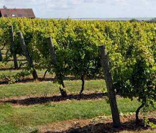 An image of the vineyard at Mersea Island Vineyard on a sunny, cloudy day.