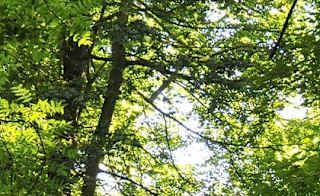 Hubbards Hills, Louth image