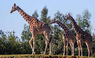 A group of three giraffes at Colchester Zoo. image
