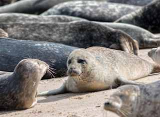 Seal Spotting at Godrevy Point image