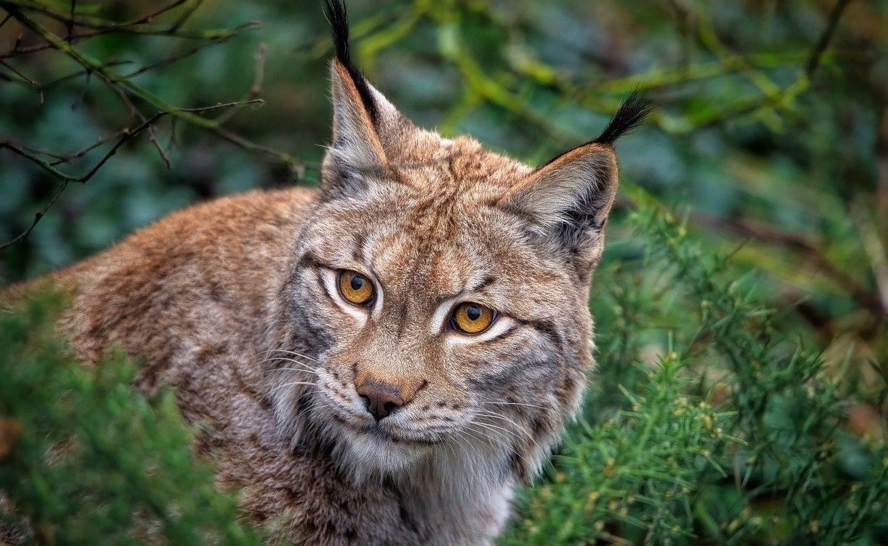 Northern Lynx image