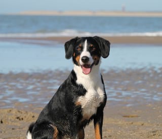Things to do in Cornwall with dogs