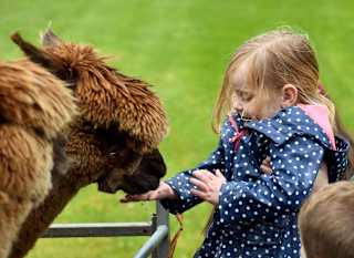 Alpaca Keeper image