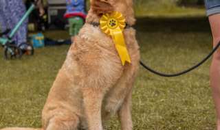 A dog winning a competition.