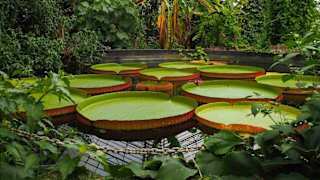 Ventnor Gardens