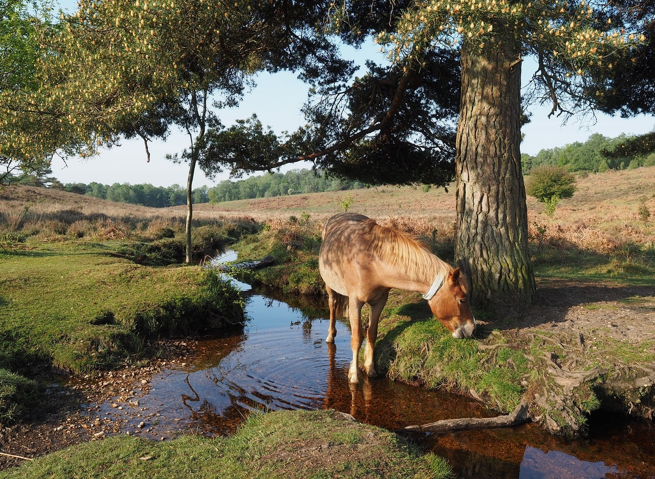 Fordingbridge image