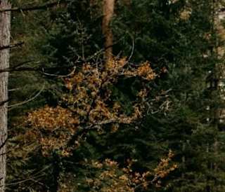 11 best walks in the New Forest