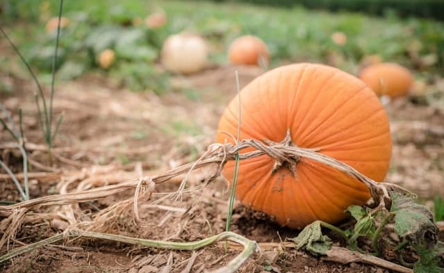 Pumpkin Picking Village image
