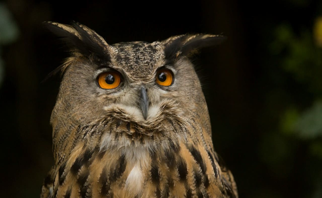 Eurasian Eagle Owl image