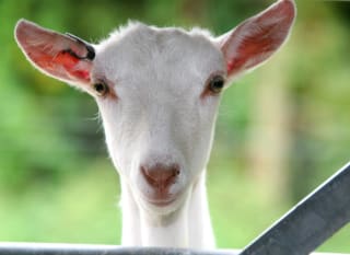 Playdale Farm Park image