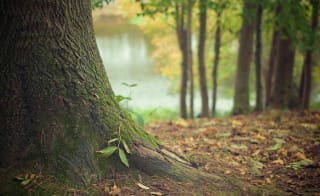 Southrey Woods image