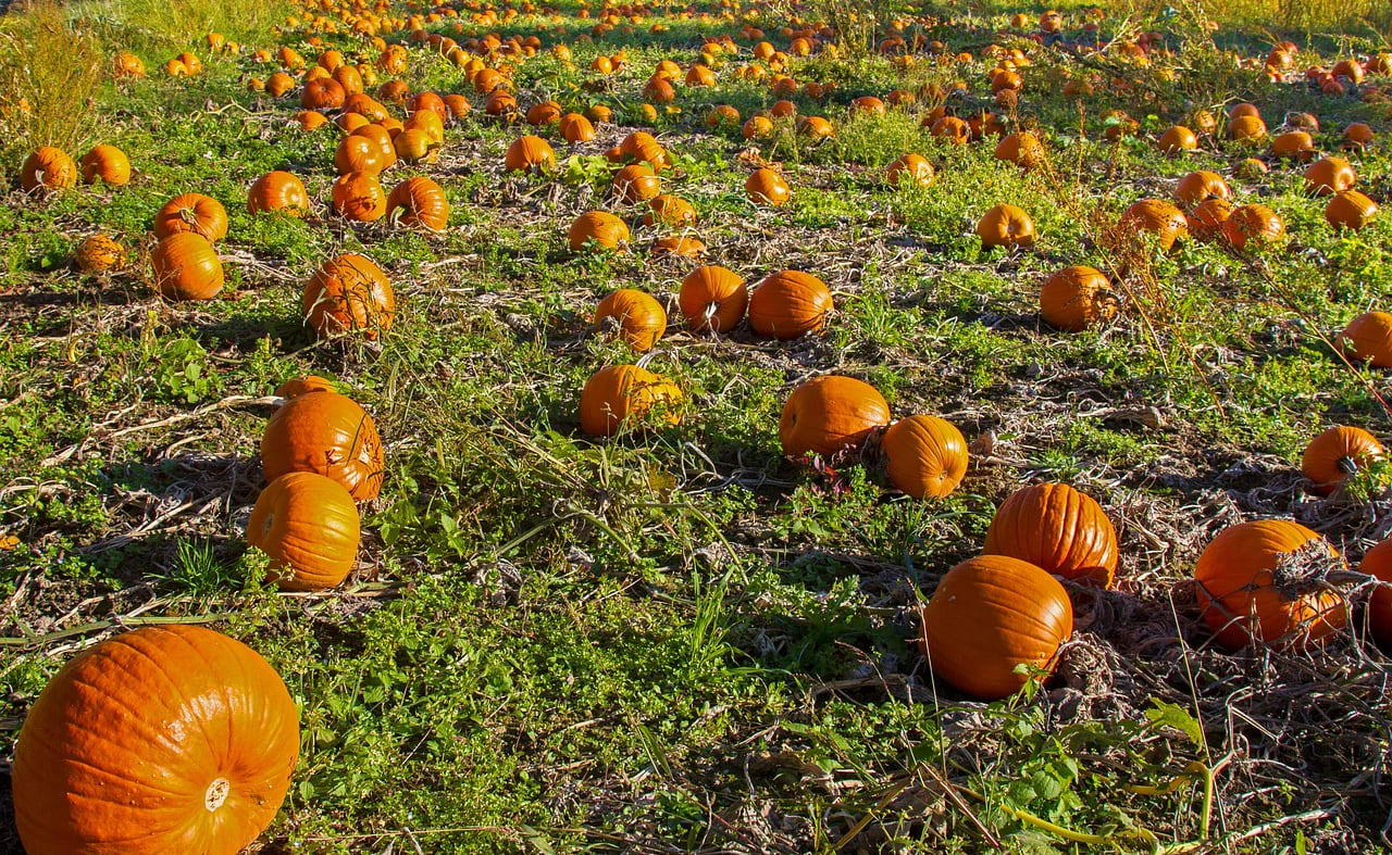 The Pumpkin Patch at Bewholme image