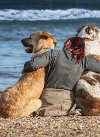 Things to do in Lincolnshire with dogs