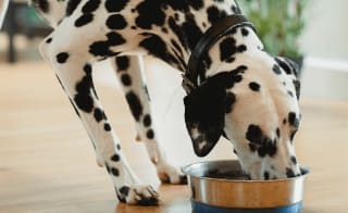 Dog menu image