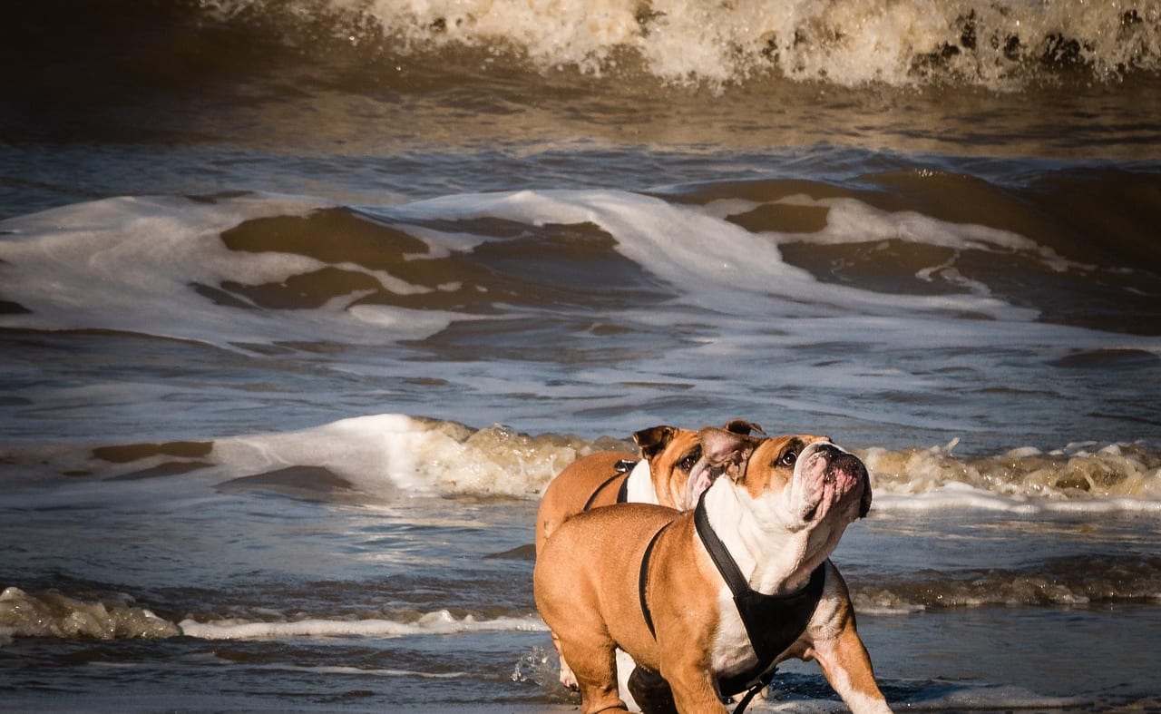 Alum Chine Beach image