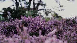 RSPB Arne Nature Reserve