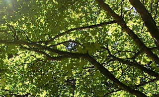 Trengwainton Garden image