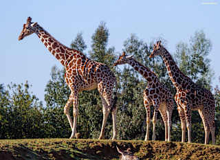 A group of three giraffes at Colchester Zoo. image