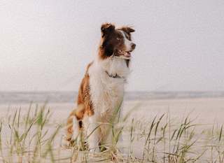 Porth Joke Beach image