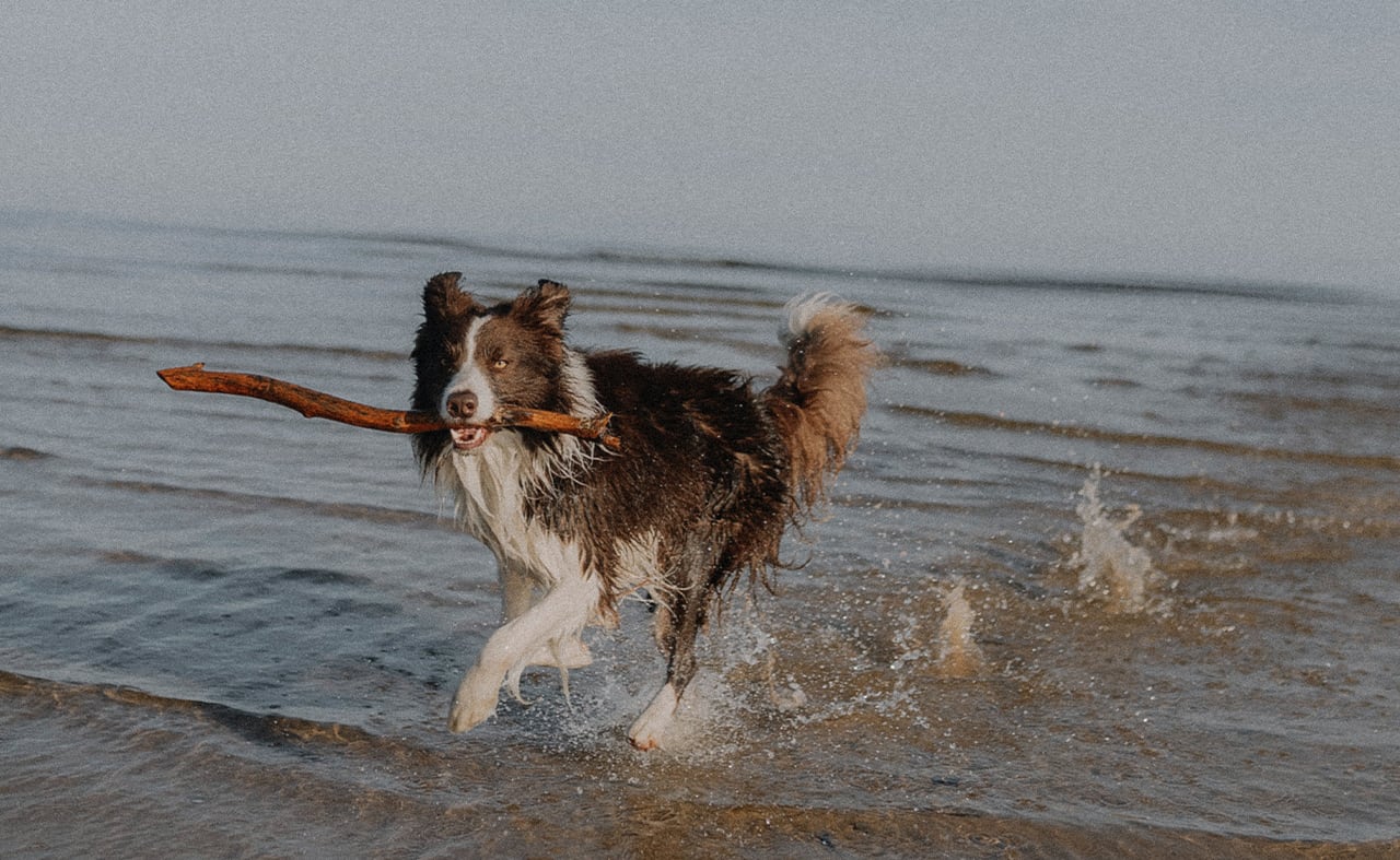 Sniff out the best dog-friendly beaches image