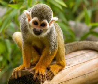 Animal sanctuaries Isle of Wight
