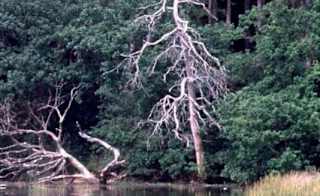 Firestone Copse image
