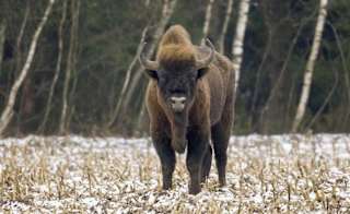 European Bison image